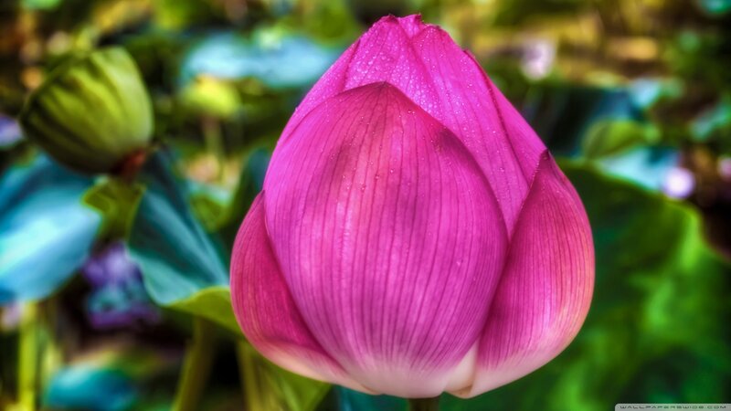 Pink Lotus Bud — Serene, Afternoon