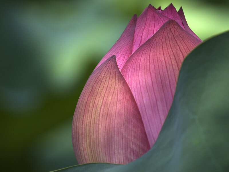 Pink Lotus Bud — Serene, Photograph, Leaf