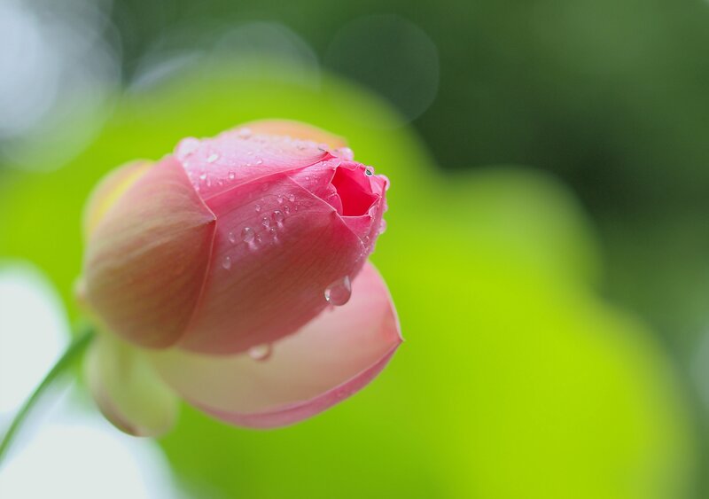 Pink Lotus Bud — Serene, Photograph