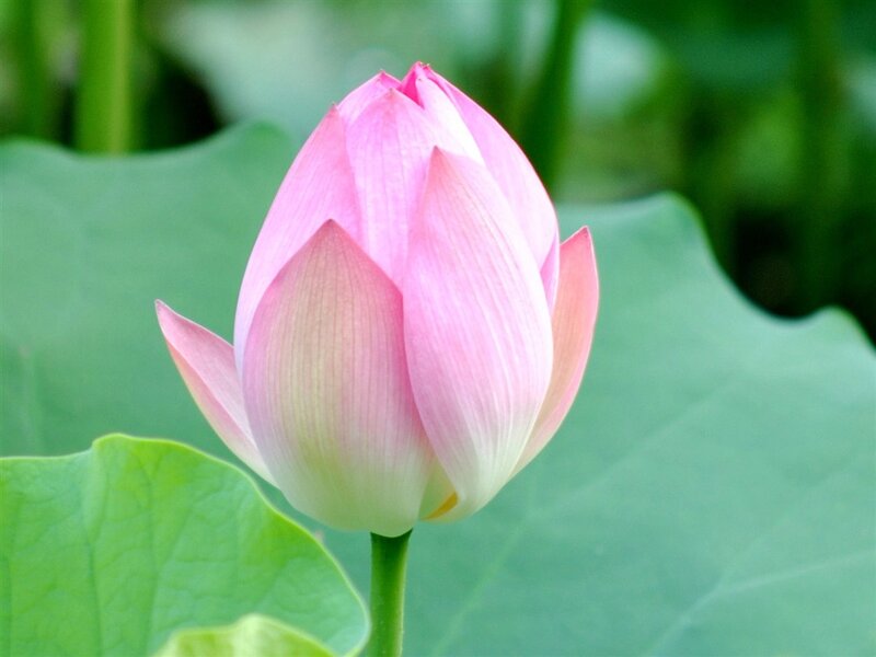 Pink Lotus Bud — Serene, Summer, Photograph