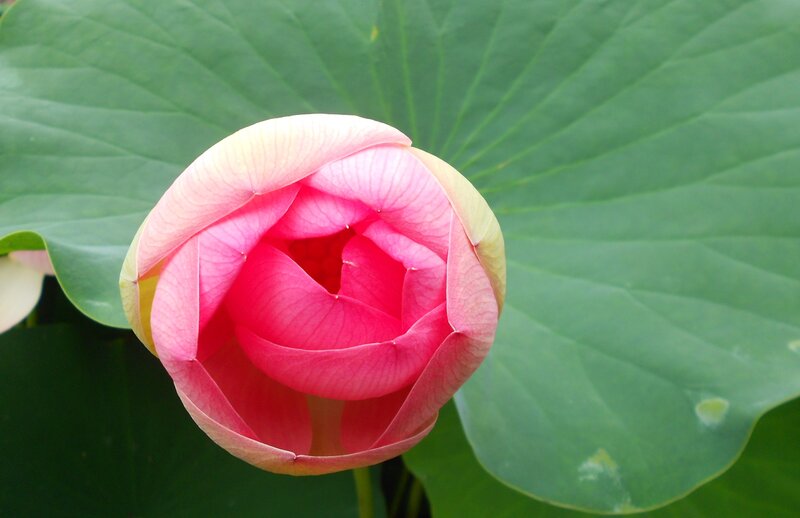 Pink Lotus Bud — Serene, Summer