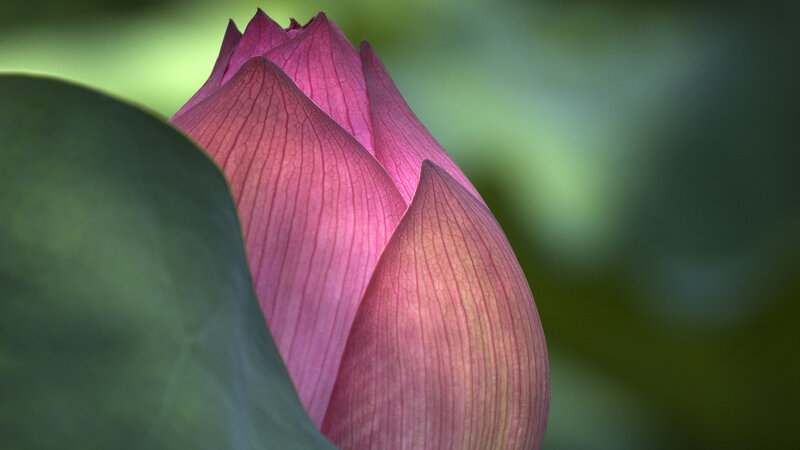 Pink Lotus Bud — Serene