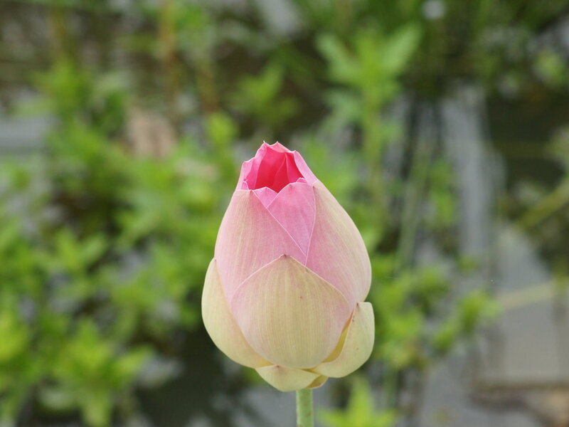 Pink Lotus Bud