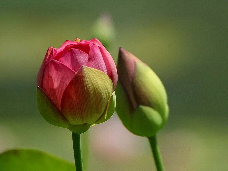 Pink Lotus Buds