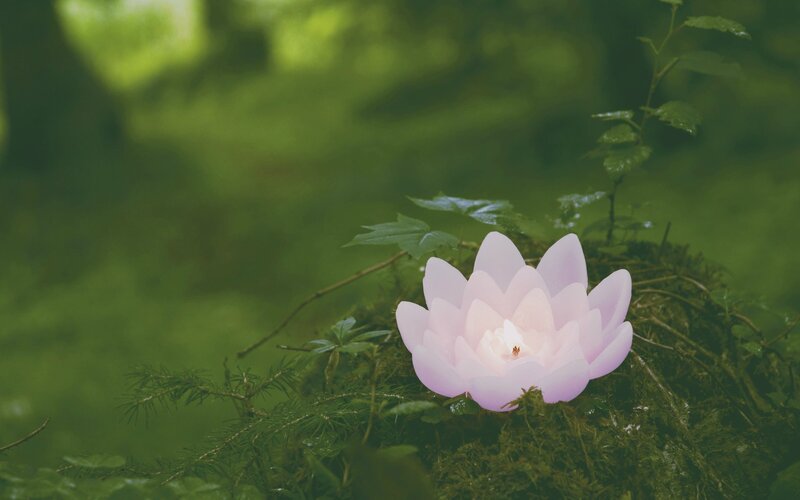 Pink Lotus Candle — Green