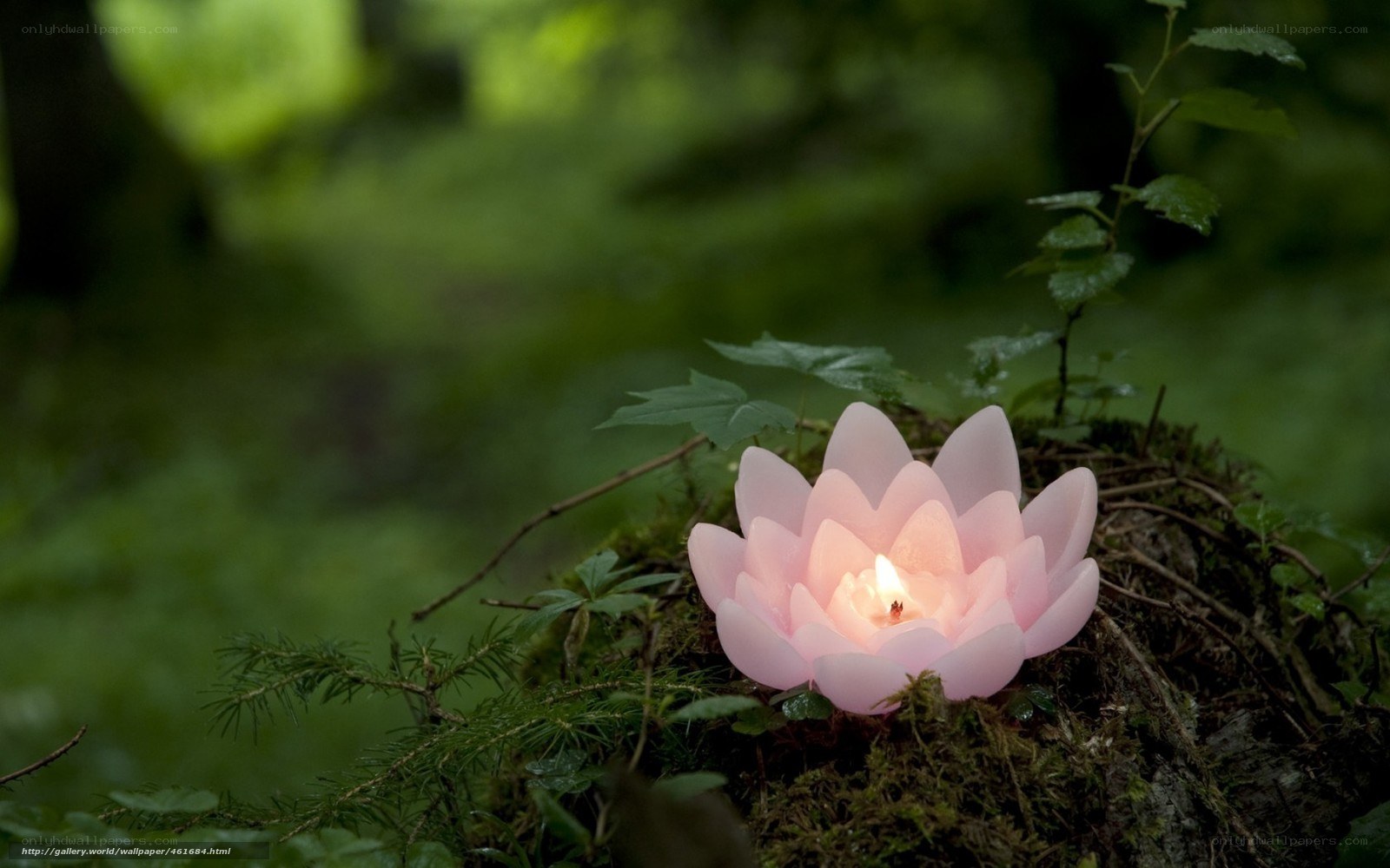 Pink lotus candle in forest