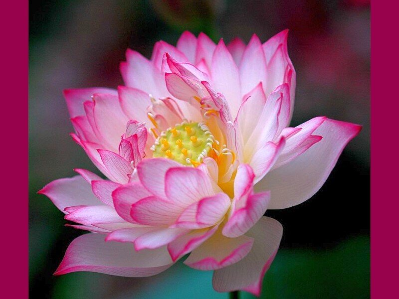 pink lotus flower