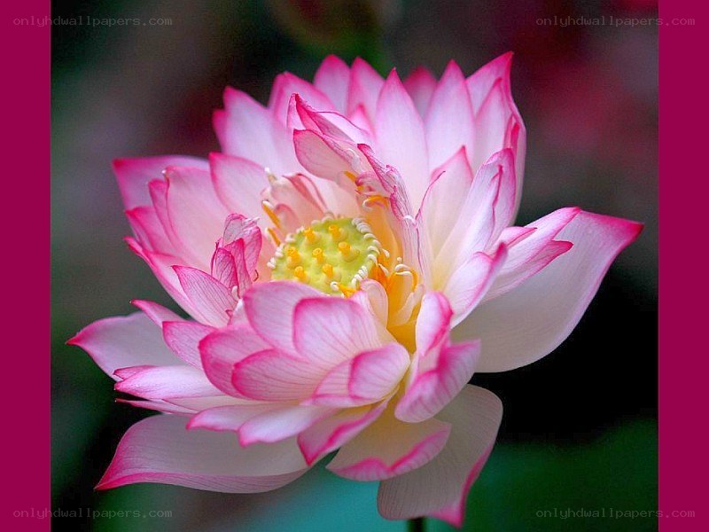 pink lotus flower