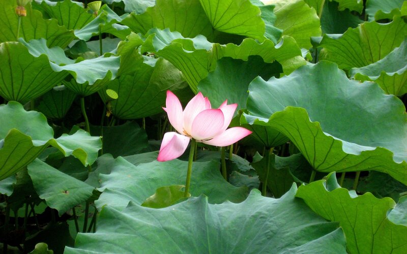 Pink lotus flower among green leaves