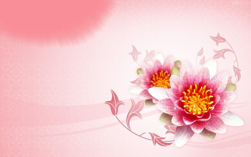 pink lotus flower background
