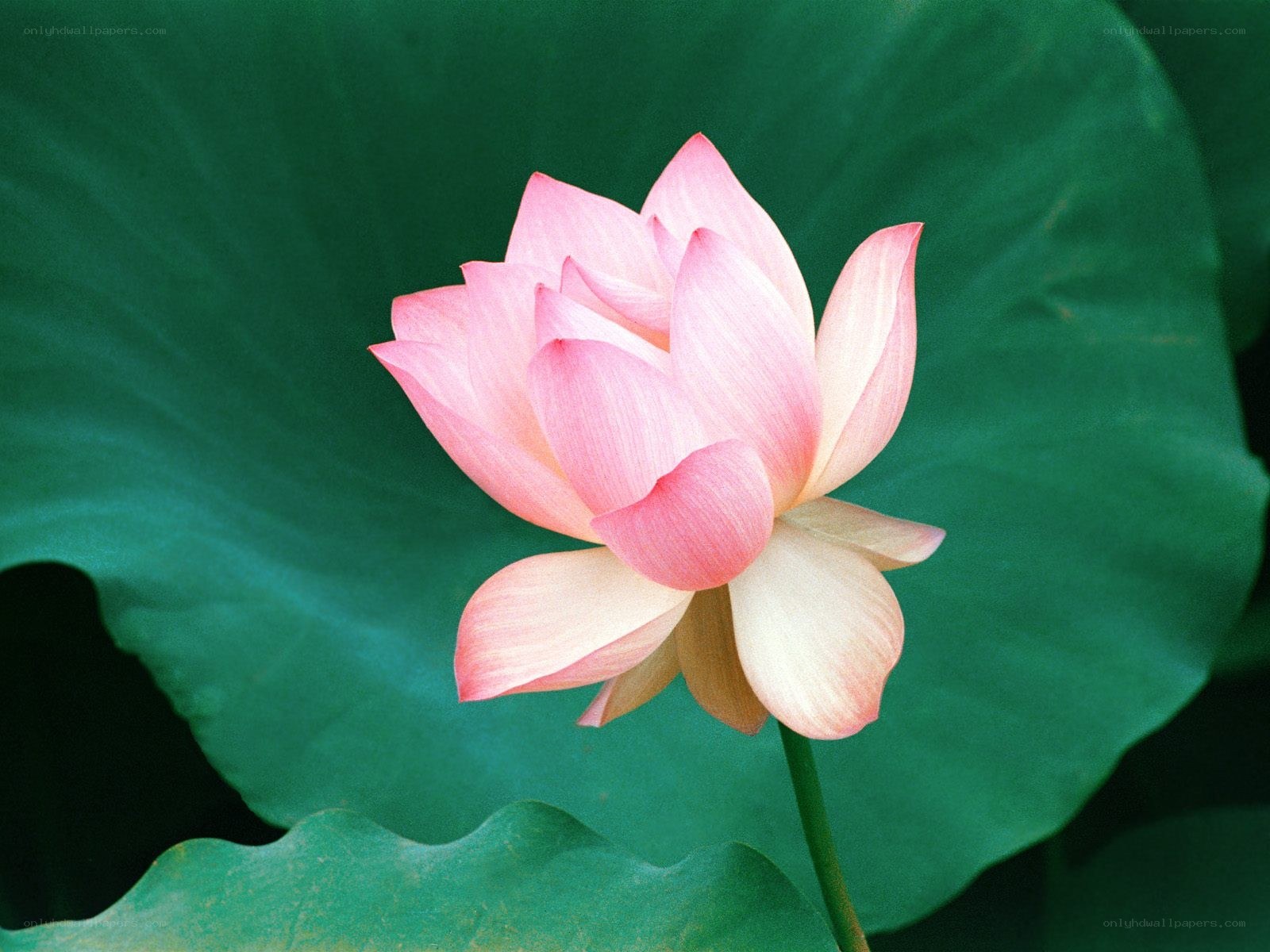 Pink lotus flower blooming