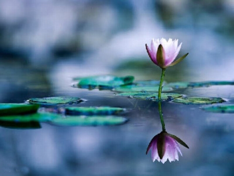 Pink Lotus Flower — Blue, Serene, Photograph