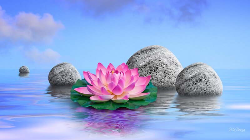 Pink Lotus Flower — Blue, Serene
