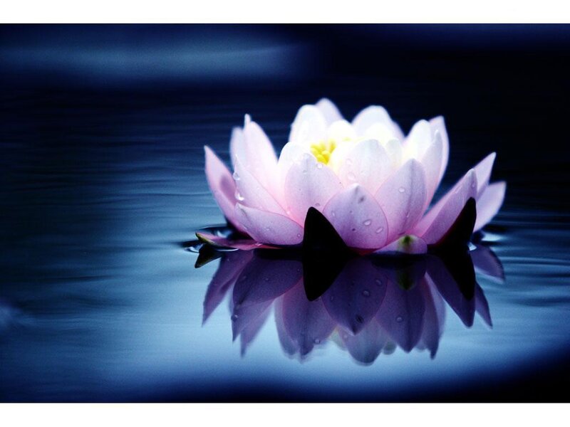 Pink Lotus Flower — Blue