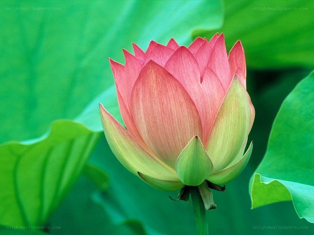 Pink lotus flower bud