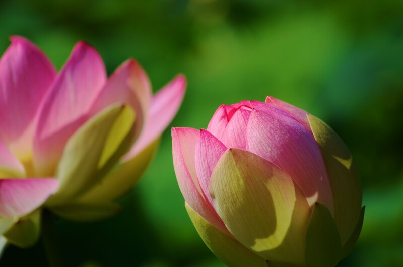 Pink Lotus Flower Buds