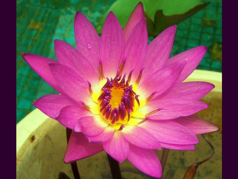 Pink Lotus Flower — Calm
