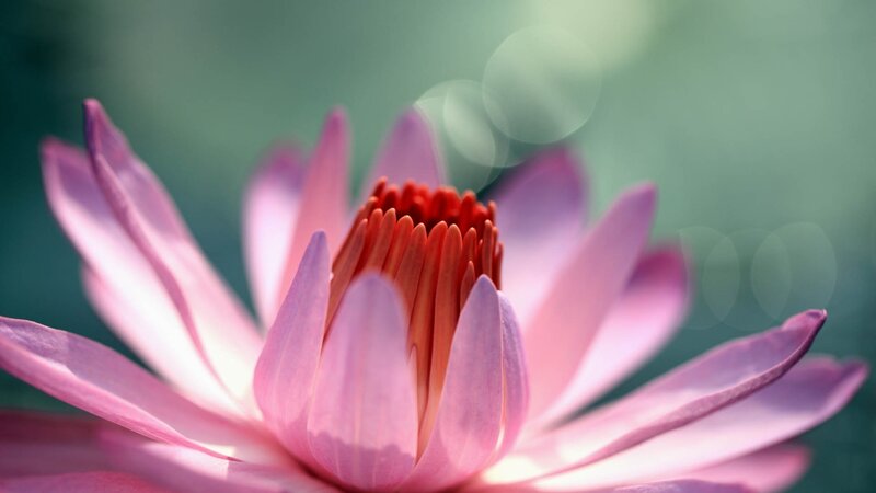 Pink lotus flower close-up