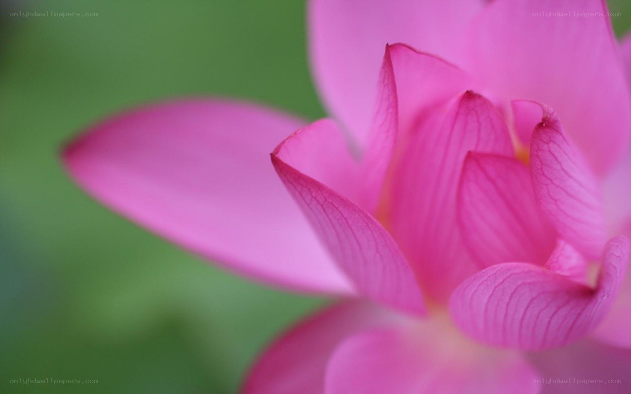 pink lotus flower close-up