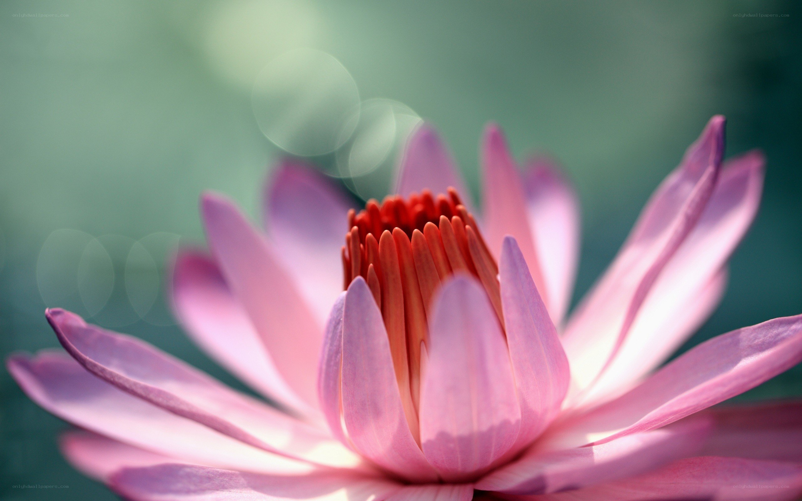 Pink lotus flower close-up