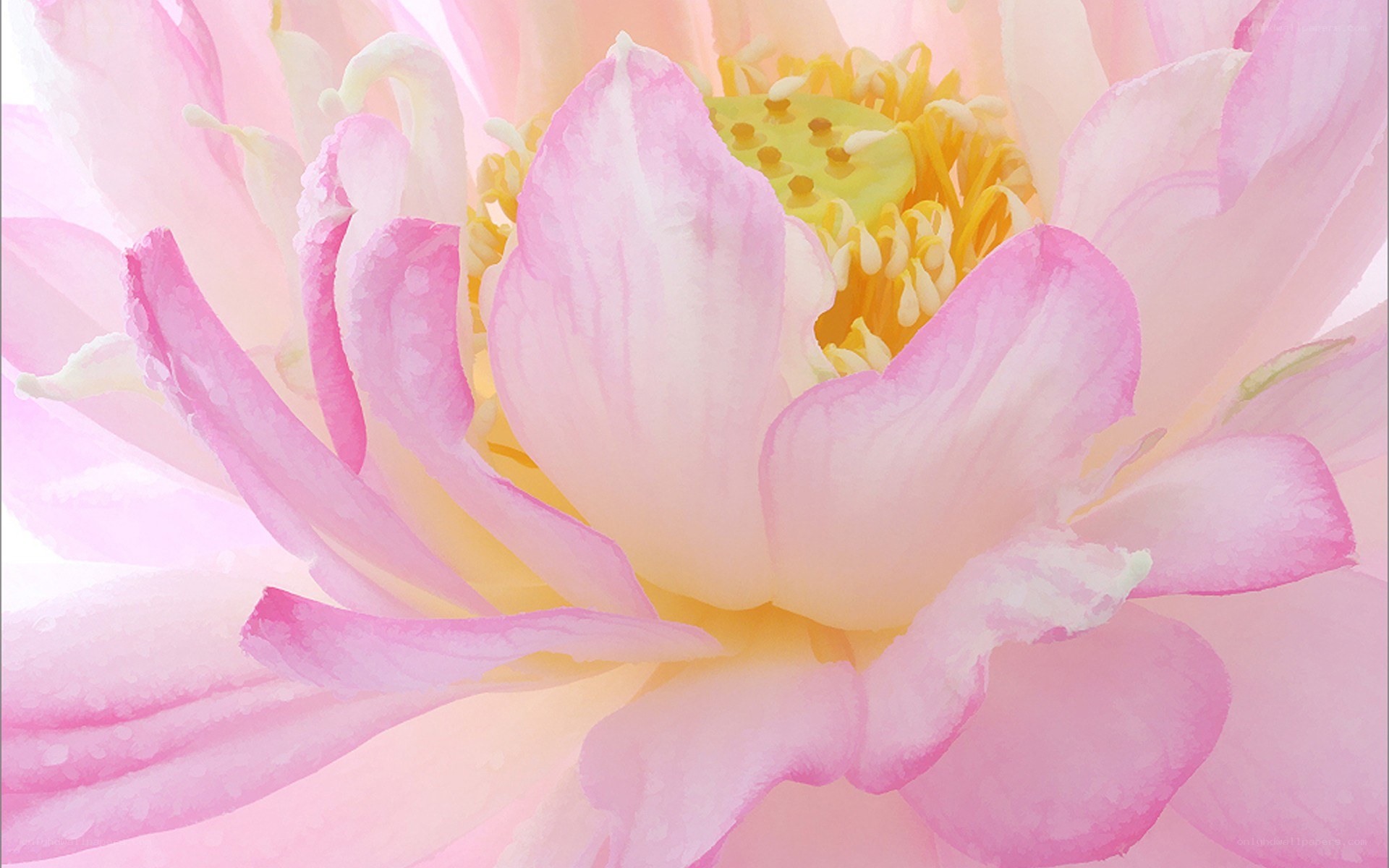 Pink lotus flower close-up