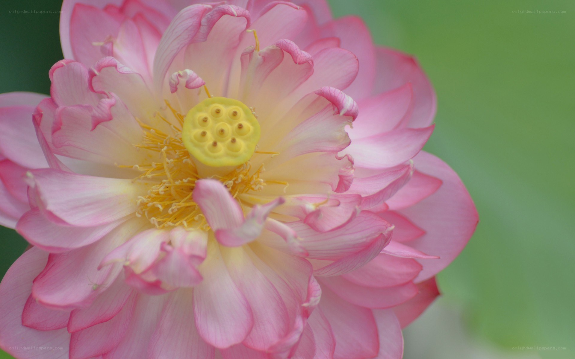 Pink lotus flower close-up