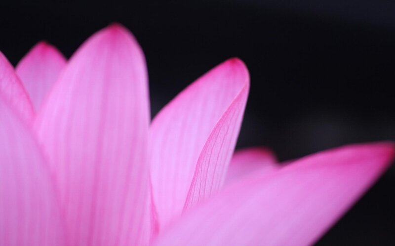 Pink lotus flower close-up