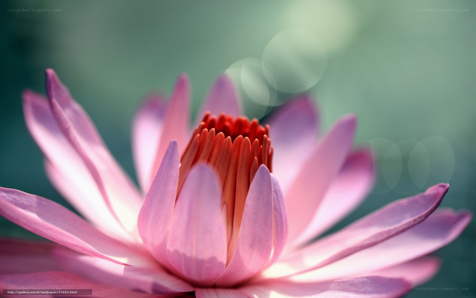 Pink lotus flower close-up