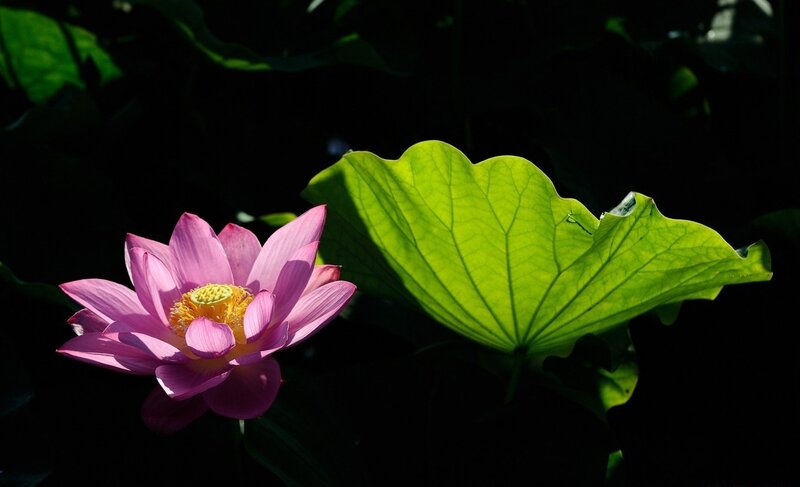 Pink Lotus Flower — Dramatic, Afternoon