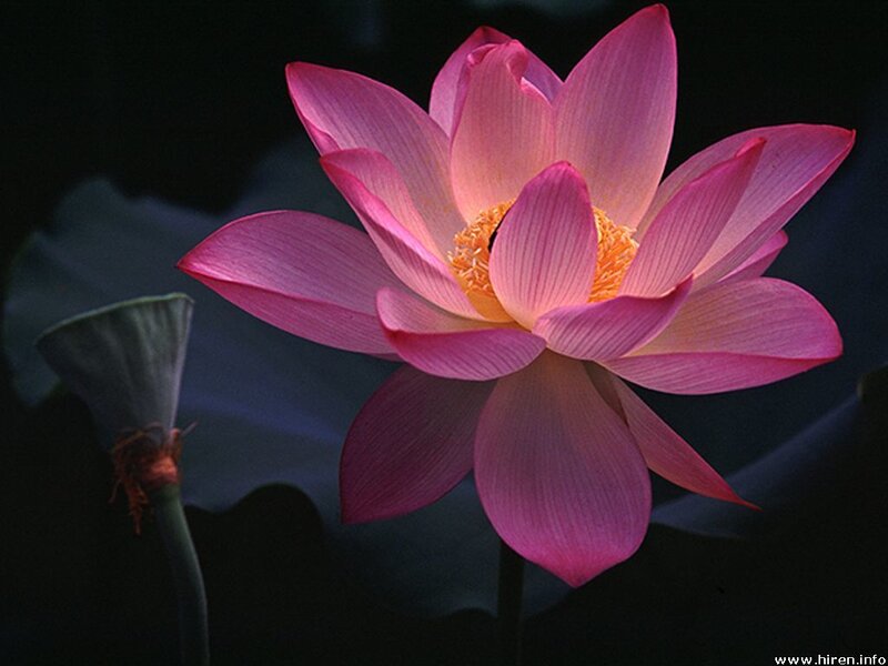 Pink Lotus Flower — Dramatic, Night