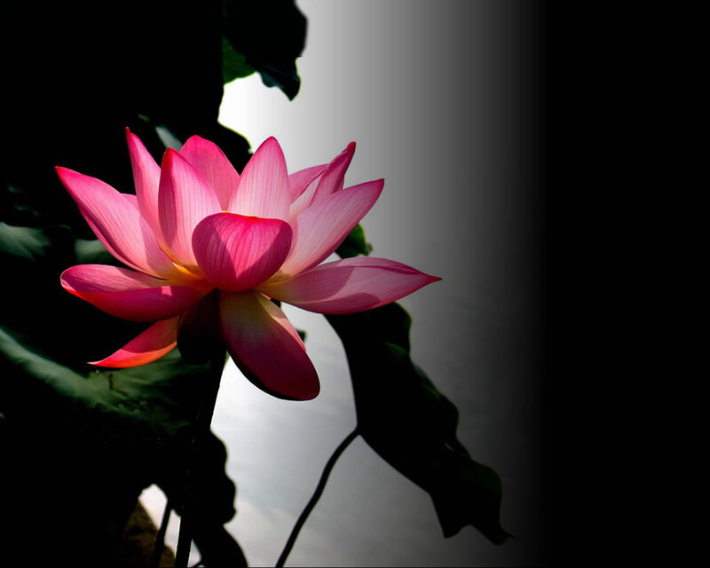 Pink Lotus Flower — Dramatic, Photograph, Leaf