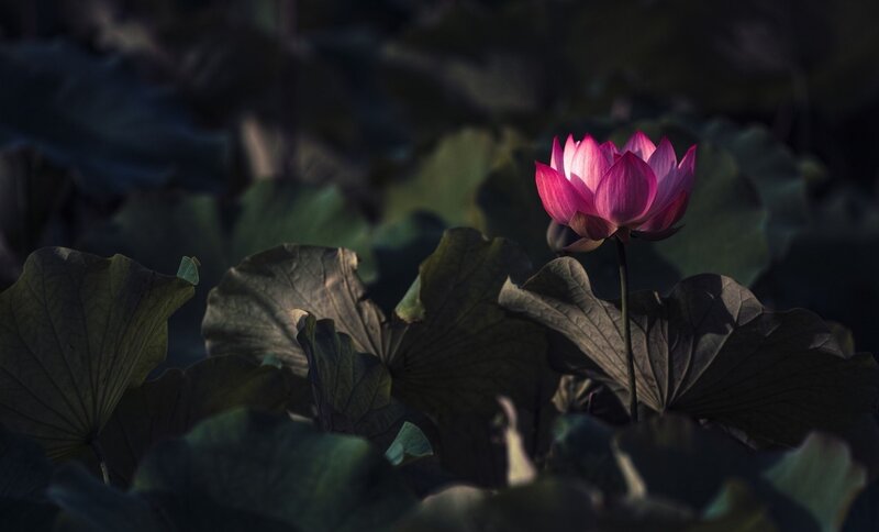 Pink Lotus Flower — Dramatic, Photograph, Lotus Leaf