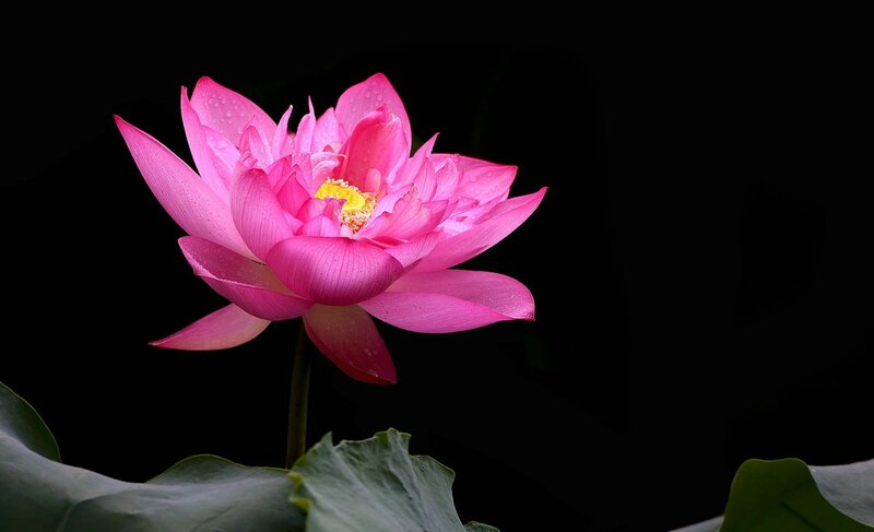 Pink Lotus Flower — Dramatic, Photograph, Petals, Stamen