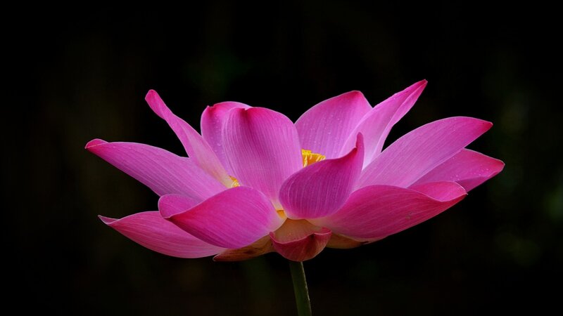 Pink Lotus Flower — Dramatic, Photograph, Petals, Stem