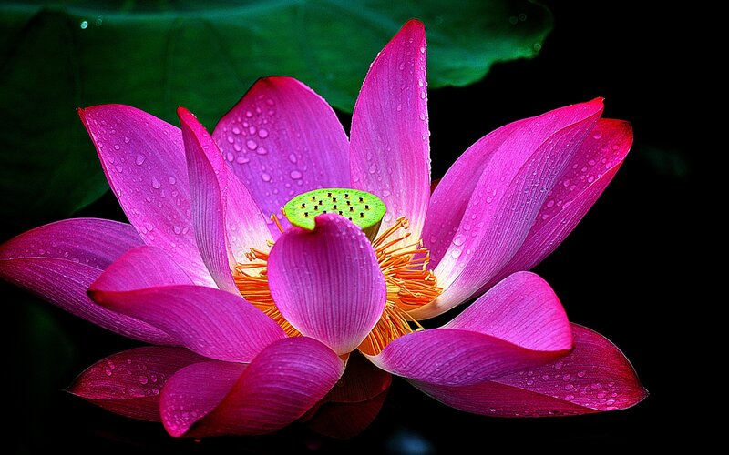 Pink Lotus Flower — Dramatic, Photograph, Petals