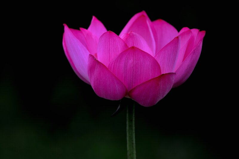 Pink Lotus Flower — Dramatic, Photograph, Stem