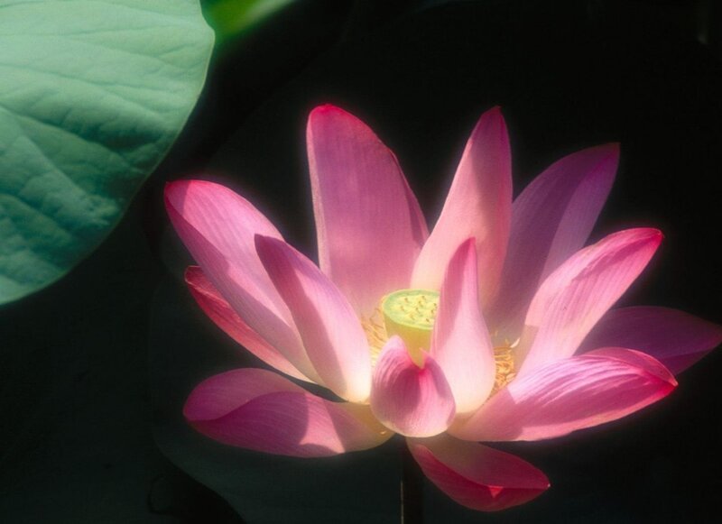 Pink Lotus Flower — Dramatic, Photograph