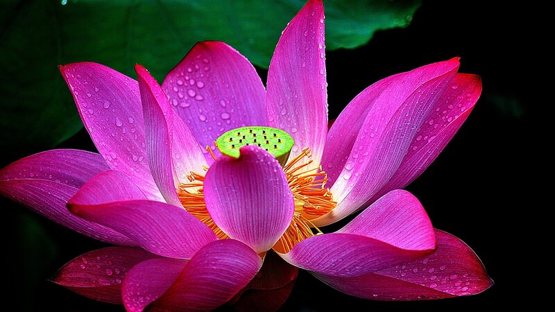Pink Lotus Flower — Dramatic, Photograph, Water Droplets