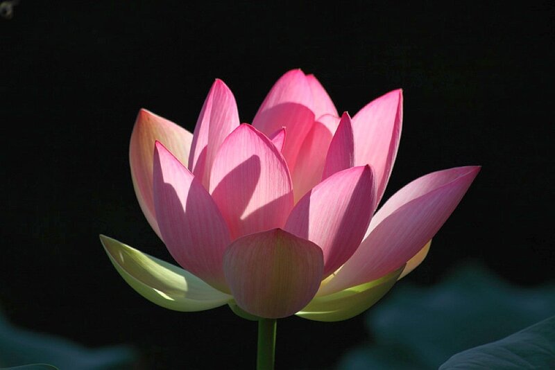 Pink Lotus Flower — Dramatic