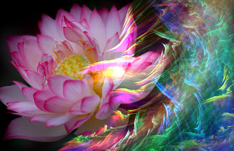 Pink Lotus Flower — Dreamy