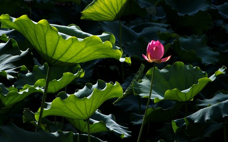 Pink Lotus Flower — Green, Dramatic, Afternoon