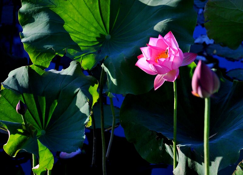 Pink Lotus Flower — Green, Dramatic
