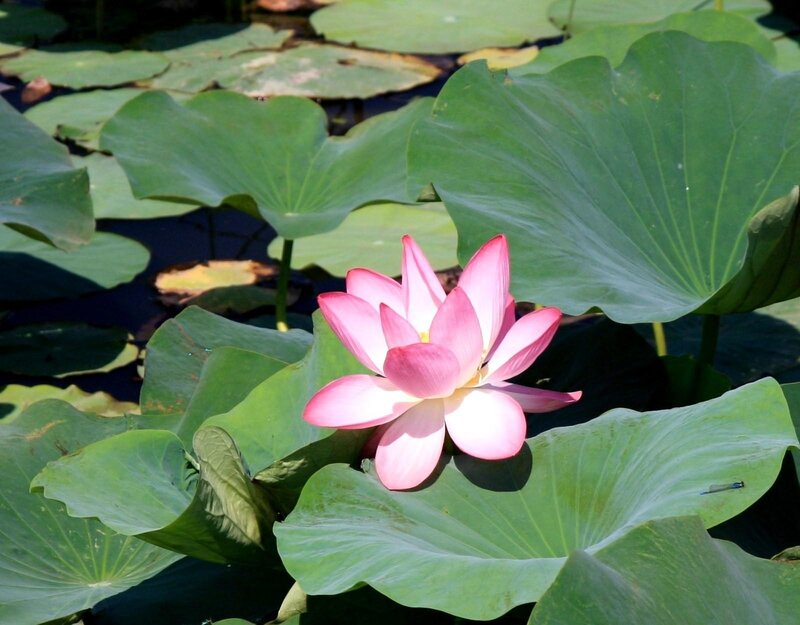 Pink Lotus Flower — Green, Serene, Afternoon, Photograph, Lotus Leaf, Dragonfly