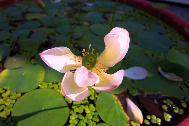 Pink Lotus Flower — Green, Serene, Afternoon, Photograph