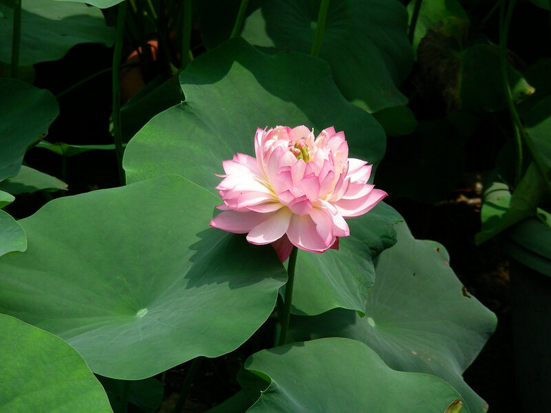 Pink Lotus Flower — Green, Serene, Afternoon
