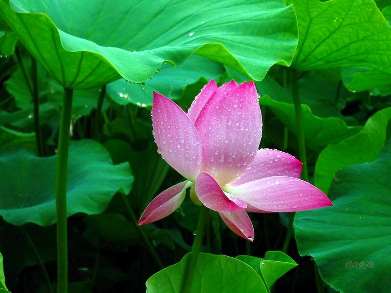 Pink Lotus Flower — Green, Serene, Morning, Photograph