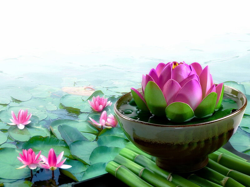 Pink Lotus Flower — Green, Serene, Photograph, Bowl