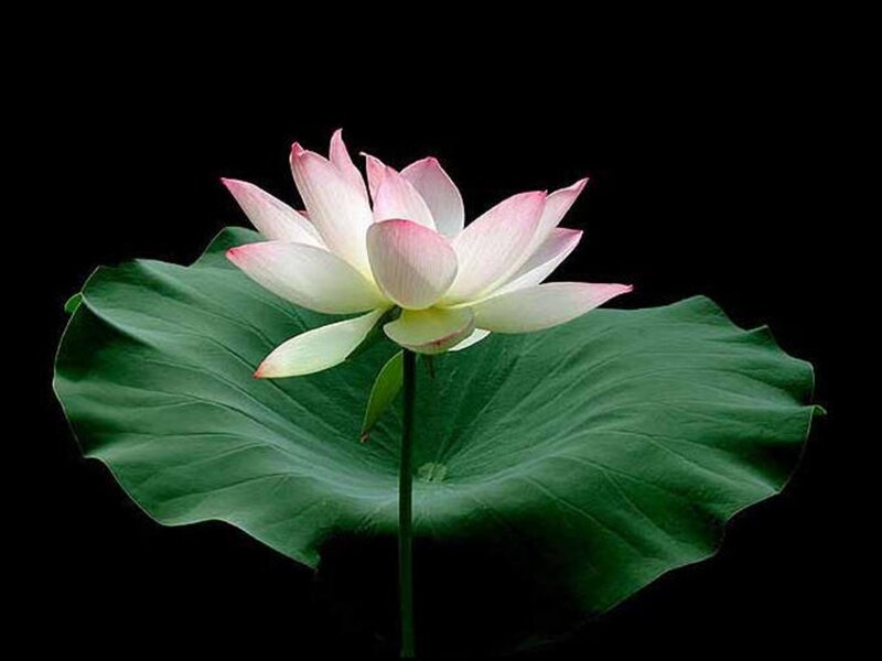 Pink Lotus Flower — Green, Serene, Photograph, Lotus Leaf