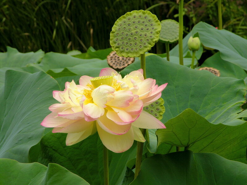 Pink Lotus Flower — Green, Serene, Summer, Photograph, Lotus Pod