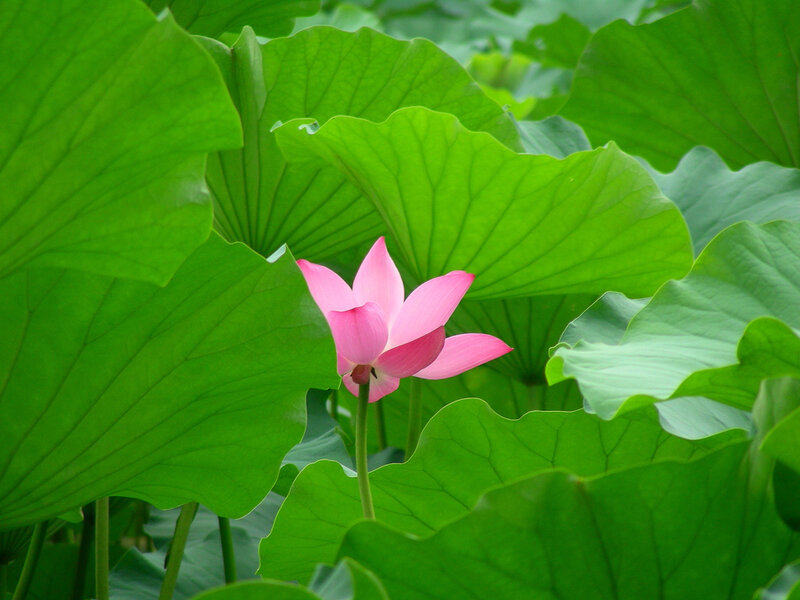 Pink Lotus Flower — Green, Serene, Summer